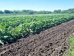 A slim brunette saw a area in which large zucchini increase in size, she was not at a loss and plucked a few pieces A slim brunette saw a area in which large zucchini increase in size, she was not at a loss and plucked a few pieces
