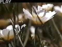 classic vintage......6 swedes on ibiza classic vintage......6 swedes on ibiza