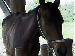 histoire italienne de puledre et stalloni-épisode 1 histoire italienne de puledre et stalloni-épisode 1