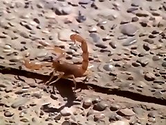 Vampyros Lesbos - Soledad Miranda and Ewa Stromberg