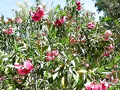 Auntjudys - Being bhajan song Mature Mrs. M&039;s Gardener Has It&039;s Perks joi