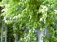 Redhead German slut rides dick in nature