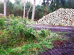Red tits on timberplace