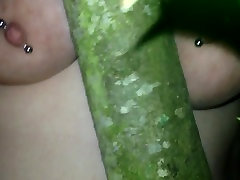 Tits in trees-7-14-2016