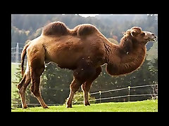 Cameltoe song