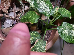Furry jet in the outdoor garden