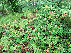 I see a girl cycling in the woods and when I go to urinate she helps me by giving me a blowjob in public