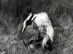 Vintage brestpush bull sex video Circa 1930 10