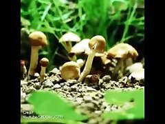 giant mushroom