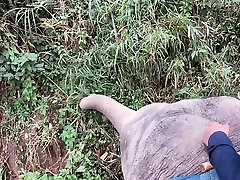 Elephant riding in gangaband porno with teens