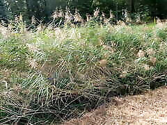 Raise your top i wanna slap your breast now