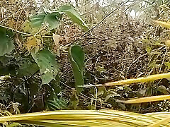 Inside the forest, the canar of the noody is enjoying high