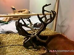 What is being done in Santa’s barn?